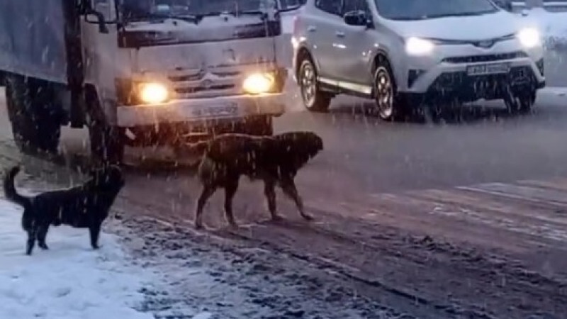 “Умнее некоторых людей“: собак на “пешеходке“ сняли на видео в Алматы, Аренда авто Алматы | naprokat.kz