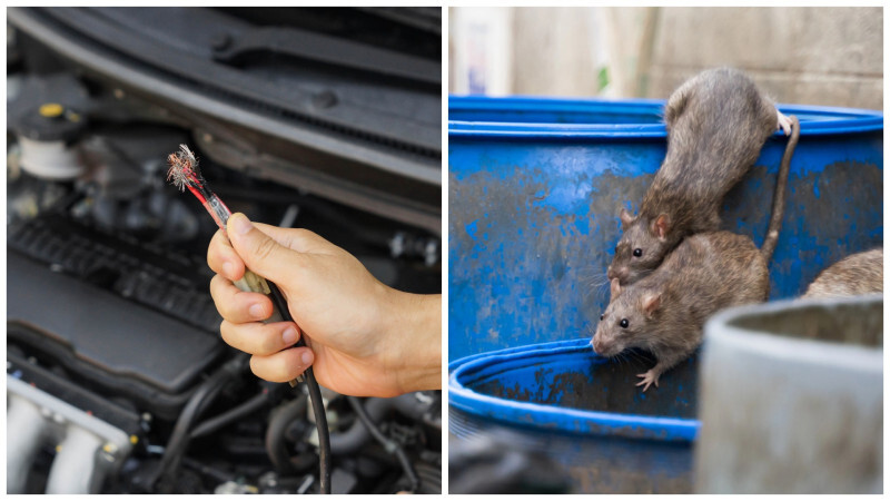 Эпидемия крыс принесла автовладельцам огромные траты