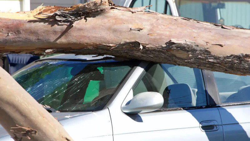 Коммунальщикам придется заплатить за раздавленный деревом автомобиль в Таразе, Аренда авто Алматы | naprokat.kz